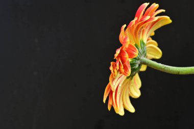 Siyah arka planda güzel Gerbera çiçeği 