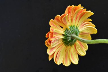 Siyah arka planda güzel Gerbera çiçeği 