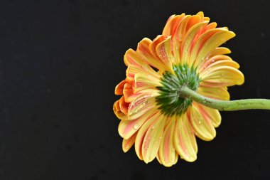 Siyah arka planda güzel Gerbera çiçeği 