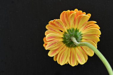 Siyah arkaplanda Gerbera çiçeğini kapat 