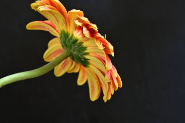 Siyah arkaplanda Gerbera çiçeğini kapat 