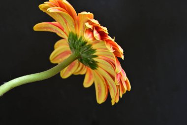 Siyah arkaplanda Gerbera çiçeğini kapat 