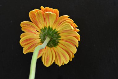 Siyah arkaplanda Gerbera çiçeğini kapat 