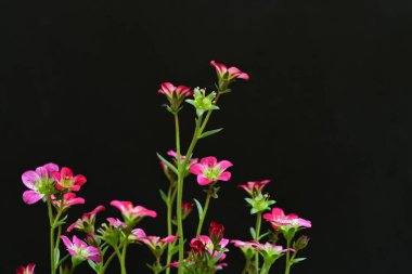 Siyah arka planda güzel pembe çiçekler