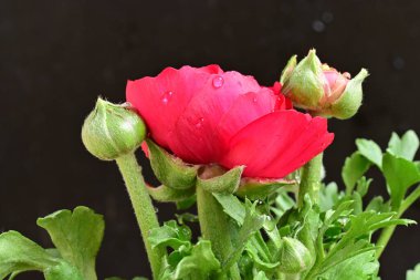 Güzel ranunculus çiçeği siyah arkaplanda izole edilmiş.