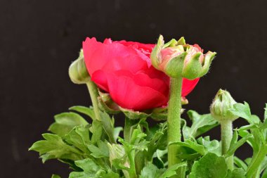 Güzel ranunculus çiçeği siyah arkaplanda izole edilmiş.