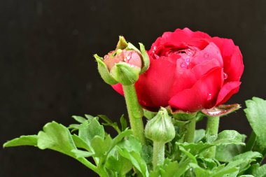 Güzel ranunculus çiçeği siyah arkaplanda izole edilmiş.