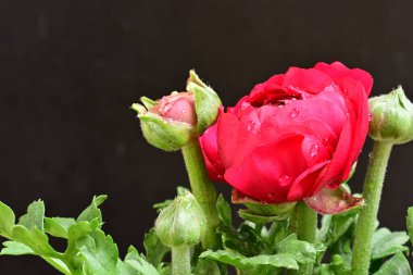 Güzel ranunculus çiçeği siyah arkaplanda izole edilmiş.