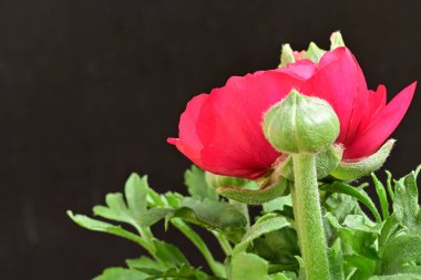 Güzel ranunculus çiçeği siyah arkaplanda izole edilmiş.