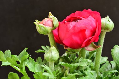 Güzel ranunculus çiçeği siyah arkaplanda izole edilmiş.