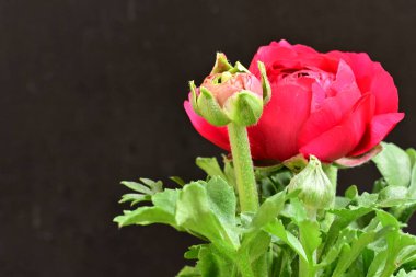 Güzel ranunculus çiçeği siyah arkaplanda izole edilmiş.