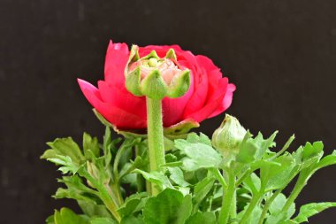 Güzel ranunculus çiçeği siyah arkaplanda izole edilmiş.