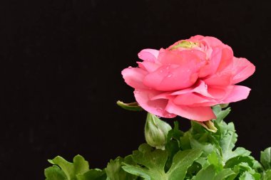 Güzel ranunculus çiçeği siyah arkaplanda izole edilmiş.