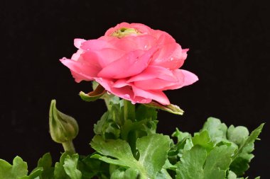 Güzel ranunculus çiçeği siyah arkaplanda izole edilmiş.