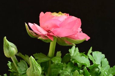 Güzel ranunculus çiçeği siyah arkaplanda izole edilmiş.