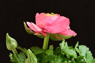 Güzel ranunculus çiçeği siyah arkaplanda izole edilmiş.