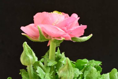 Güzel ranunculus çiçeği siyah arkaplanda izole edilmiş.