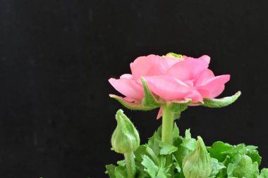 Güzel ranunculus çiçeği siyah arkaplanda izole edilmiş.