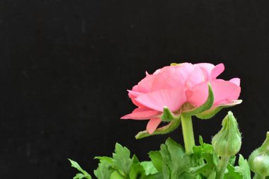 Güzel ranunculus çiçeği siyah arkaplanda izole edilmiş.