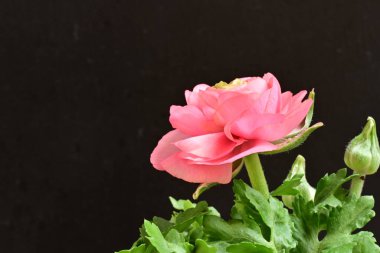 Güzel ranunculus çiçeği siyah arkaplanda izole edilmiş.