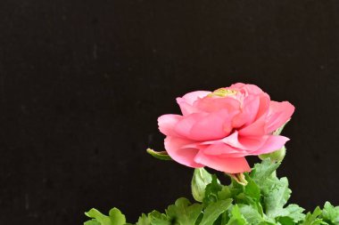 Güzel ranunculus çiçeği siyah arkaplanda izole edilmiş.