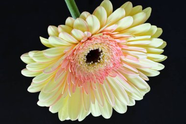 Siyah arkaplanda Gerbera çiçeğini kapat 