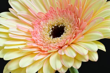 Siyah arkaplanda Gerbera çiçeğini kapat 