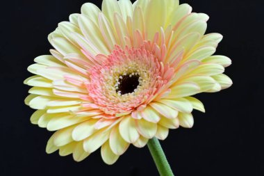 Siyah arkaplanda Gerbera çiçeğini kapat 