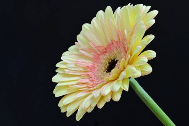 Siyah arkaplanda Gerbera çiçeğini kapat 