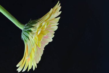 Siyah arkaplanda Gerbera çiçeğini kapat 