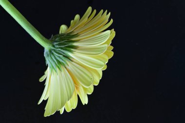 Siyah arkaplanda Gerbera çiçeğini kapat 