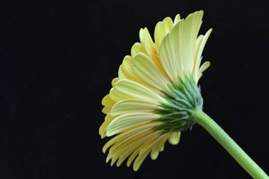 Siyah arkaplanda Gerbera çiçeğini kapat 