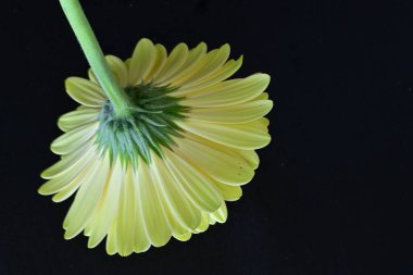 Siyah arkaplanda Gerbera çiçeğini kapat 