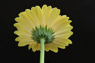 Siyah arkaplanda Gerbera çiçeğini kapat 