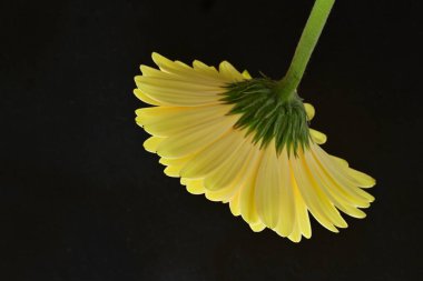 Siyah arkaplanda Gerbera çiçeğini kapat 