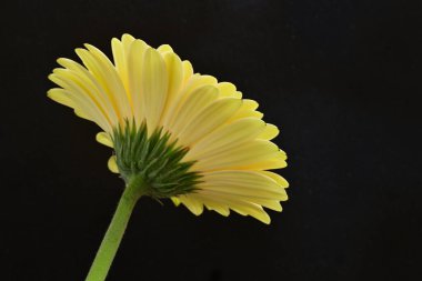 Siyah arkaplanda Gerbera çiçeğini kapat 
