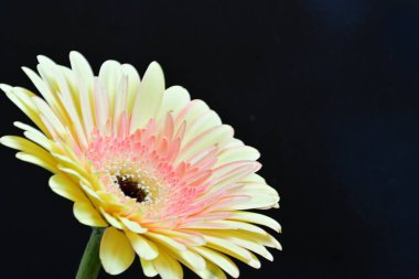 Siyah arkaplanda Gerbera çiçeğini kapat 