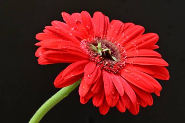 Siyah arkaplanda Gerbera çiçeğini kapat 