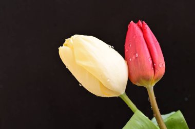 Koyu arkaplanda güzel çiçekler, bahar konsepti, yakın görüş