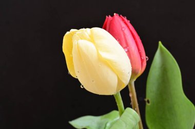 Beyaz arkaplanda güzel sarı ve kırmızı lale çiçeğini kapat.