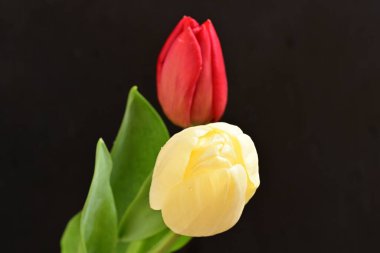 Kırmızı ve Sarı Lale çiçek