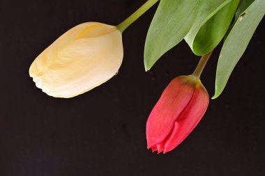 Siyah arkaplanda bahar çiçeği lalesi