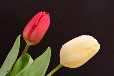 Koyu arkaplanda sarı ve kırmızı lale çiçekleri