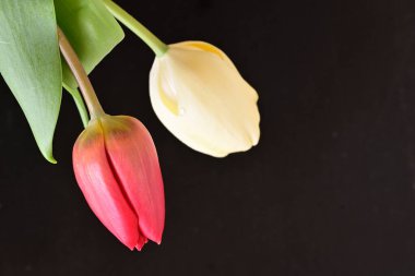 Siyah arka planda güzel laleler, yakın plan.