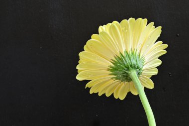 Siyah arkaplanda Gerbera çiçeğini kapat 