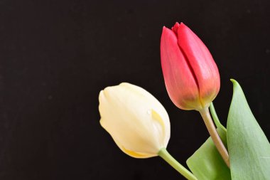 Siyah bir arka plan güzel kırmızı lale