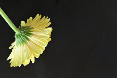 Siyah arkaplanda Gerbera çiçeğini kapat 