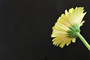 Siyah arkaplanda Gerbera çiçeğini kapat 