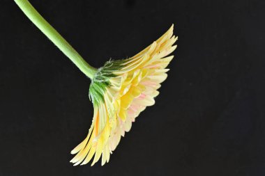 Siyah arkaplanda Gerbera çiçeğini kapat 