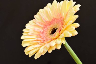 Siyah arkaplanda Gerbera çiçeğini kapat 